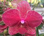 Phalaenopsis Orchid ‘Kimono’ (Phalaenopsis hybrid)