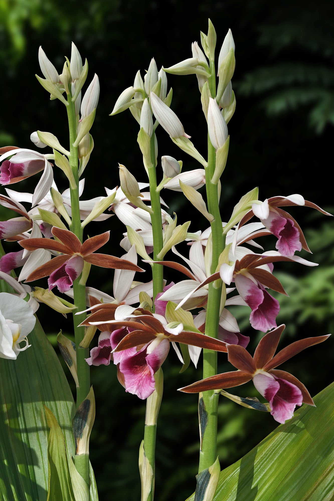 Terrestrial Orchid ‘Lady Tankerville’ (Phaius tankervilleae)