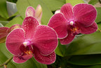 Phalaenopsis Orchid ‘Kimono’ (Phalaenopsis hybrid)