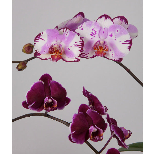 Phalaenopsis Orchid ‘Magic Art’ (Phalaenopsis hybrid)