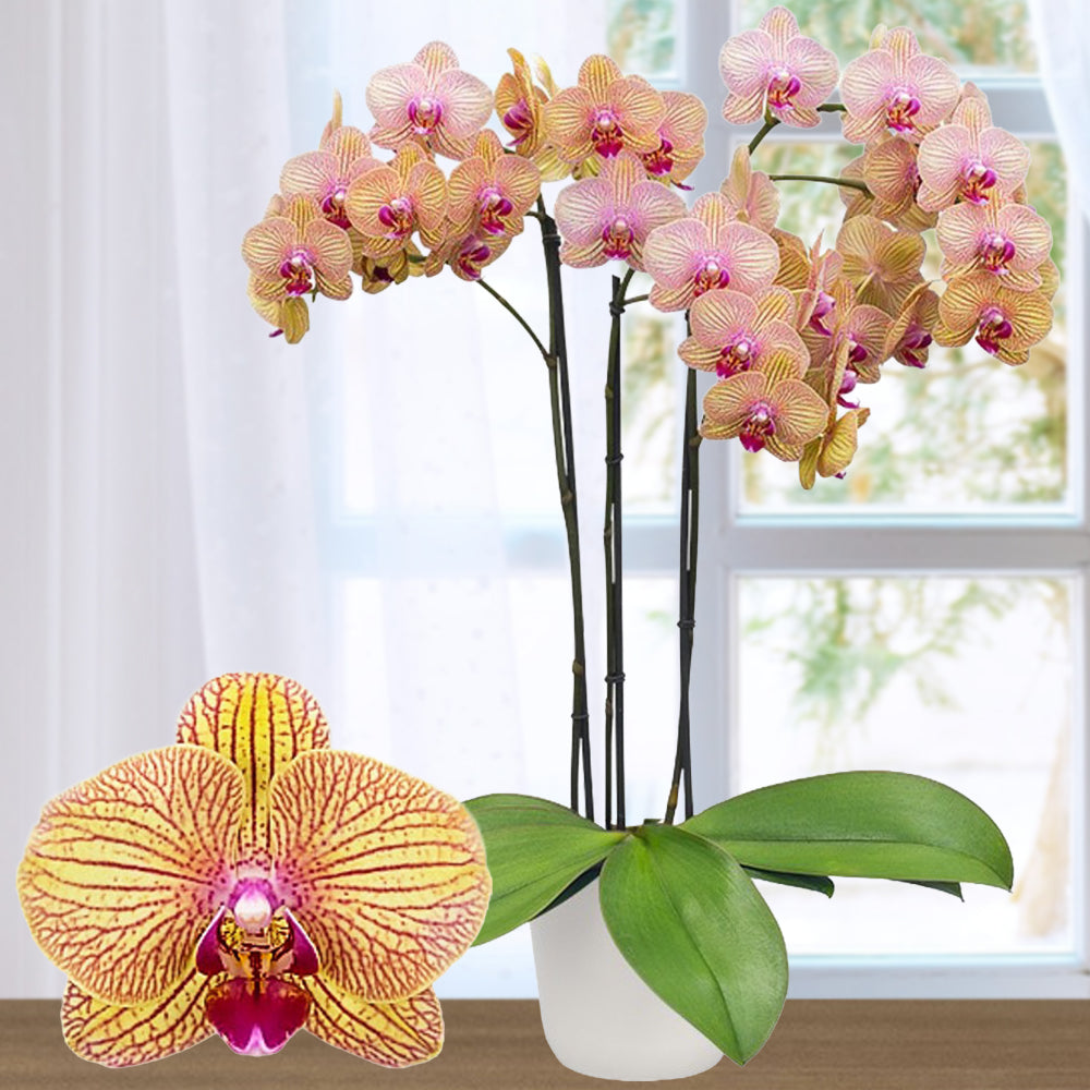 Phalaenopsis Orchid 'Showpiece' - potted plant for sale