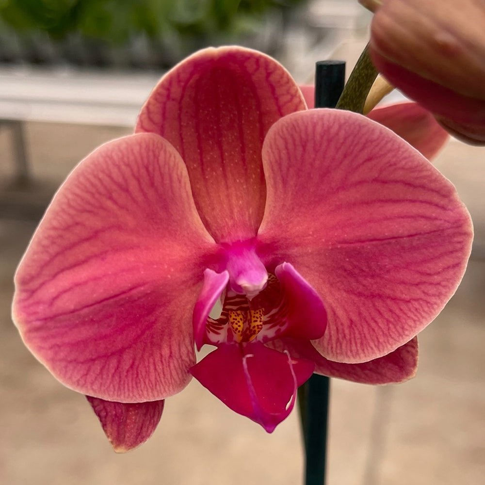 Phalaenopsis Orchid ‘Asian Coral’ (Phalaenopsis hybrid)