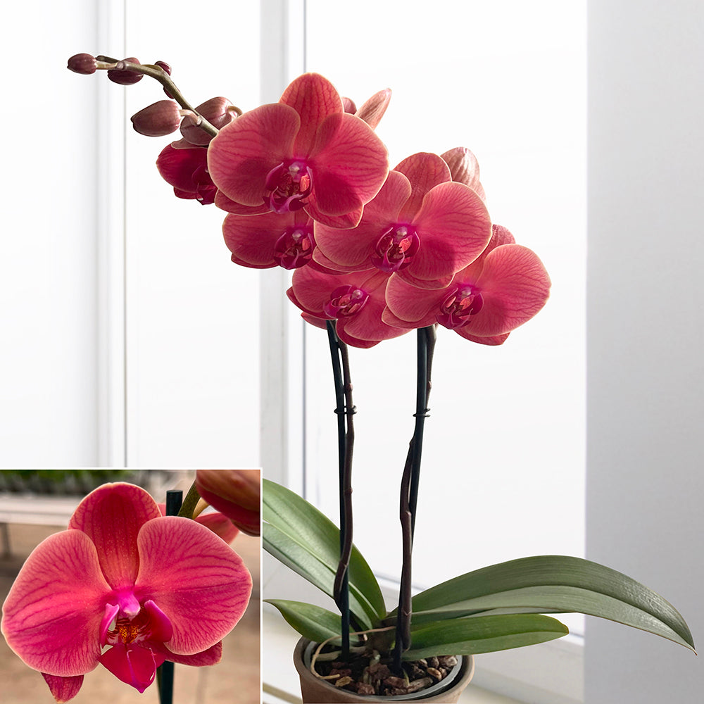 Phalaenopsis Orchid ‘Asian Coral’ (Phalaenopsis hybrid)