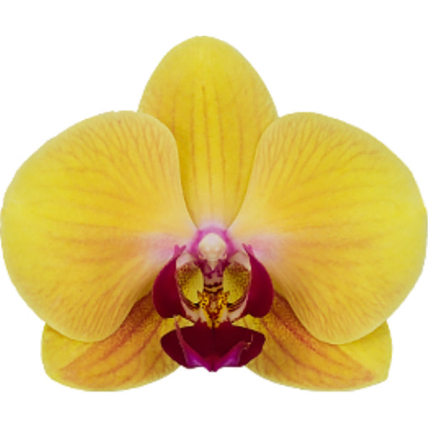 Phalaenopsis Orchid ‘Gaslamp Glow’ (Phalaenopsis hybrid)