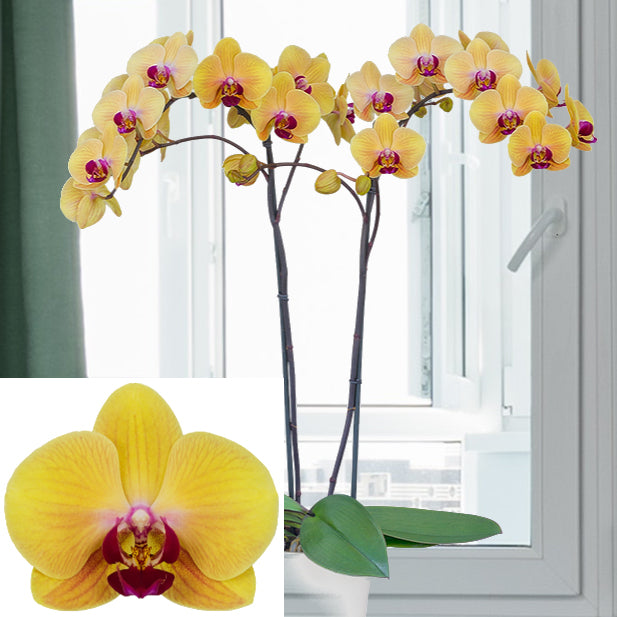 Phalaenopsis Orchid ‘Gaslamp Glow’ (Phalaenopsis hybrid)