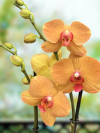 Phalaenopsis Orchid ‘Carrotcake’ (Phalaenopsis hybrid)