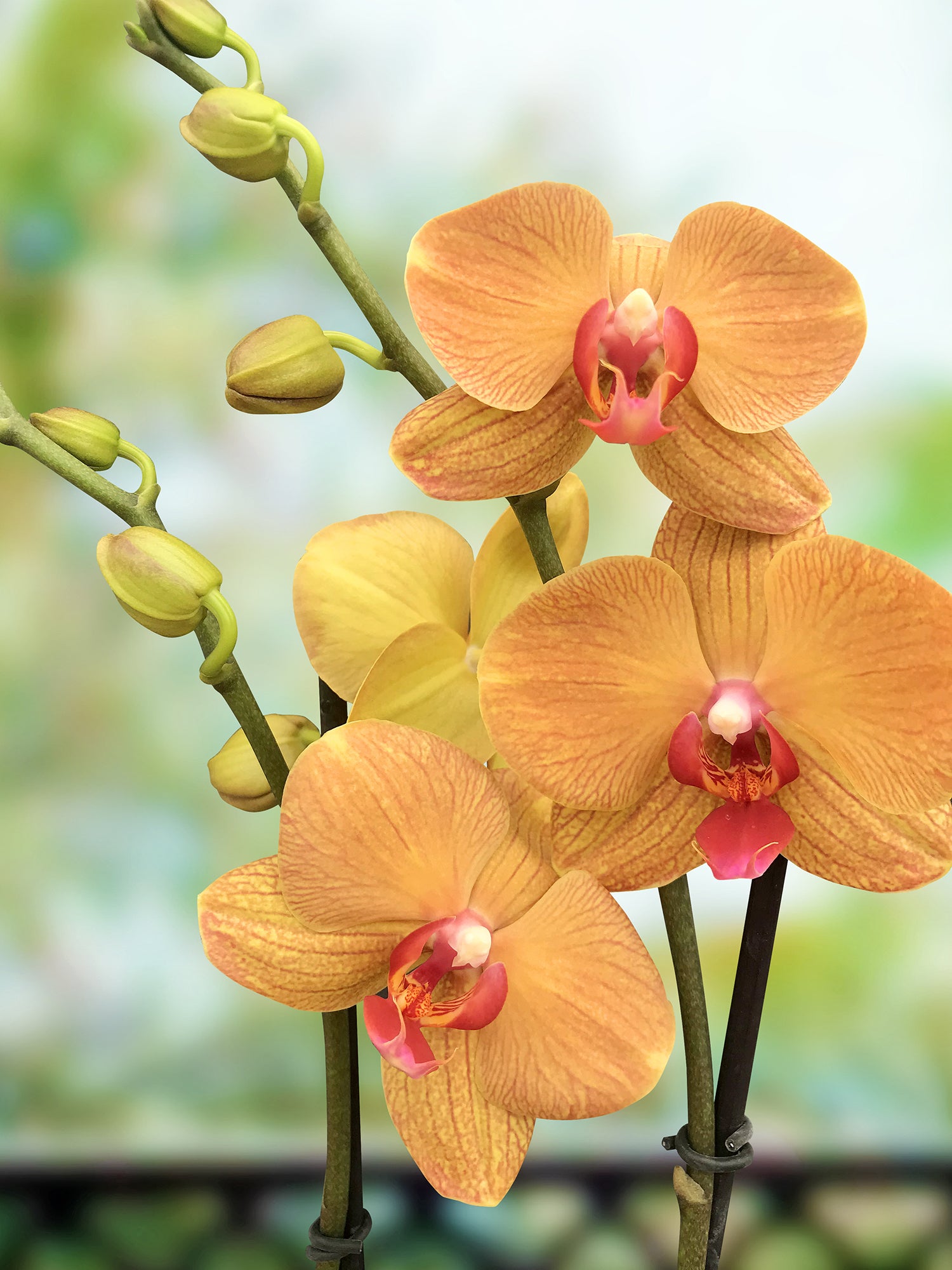 Phalaenopsis Orchid ‘Carrotcake’ (Phalaenopsis hybrid)
