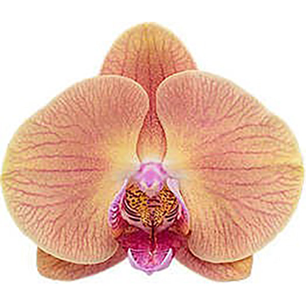 Phalaenopsis Orchid ‘Midsummer Night’ (Phalaenopsis hybrid)