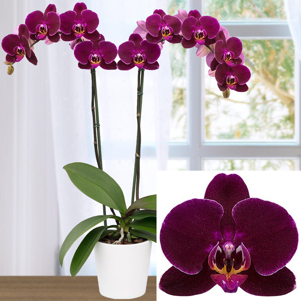 Phalaenopsis Orchid ‘Dragon Dance’