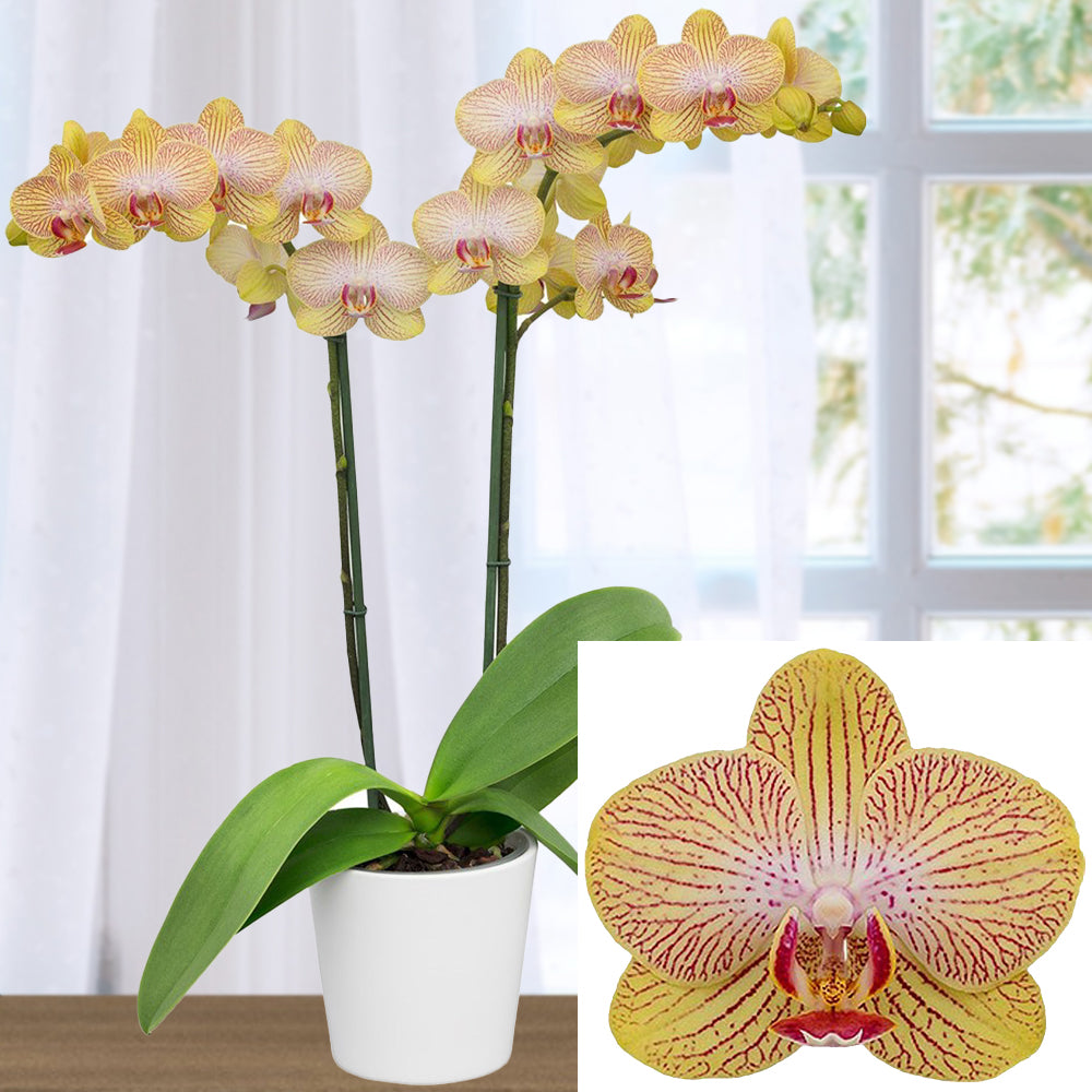 Phalaenopsis Orchid ‘Honeydew’ (Phalaenopsis hybrid)
