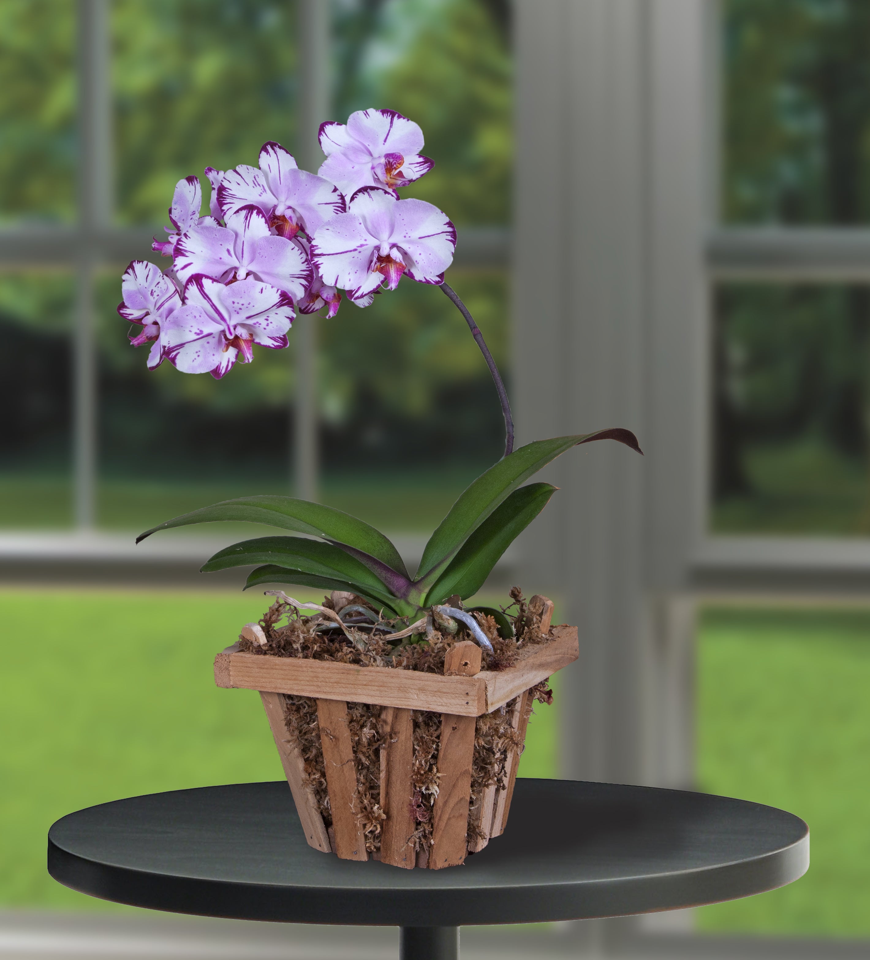 Phalaenopsis Orchid ‘Magic Art’ (Phalaenopsis hybrid)