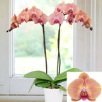 Phalaenopsis Orchid ‘Midsummer Night’