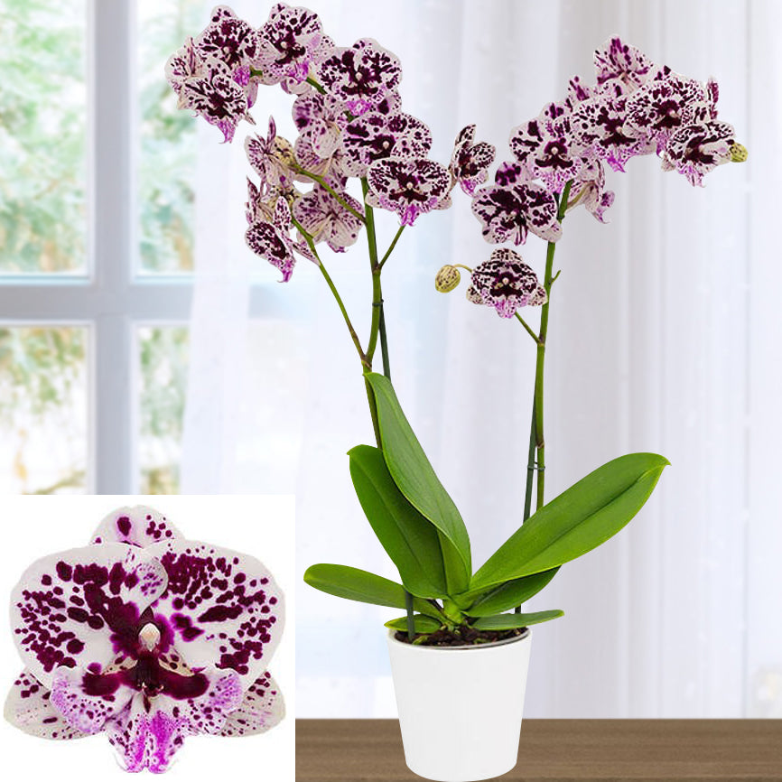 Phalaenopsis Orchid ‘Speechless Elegance’