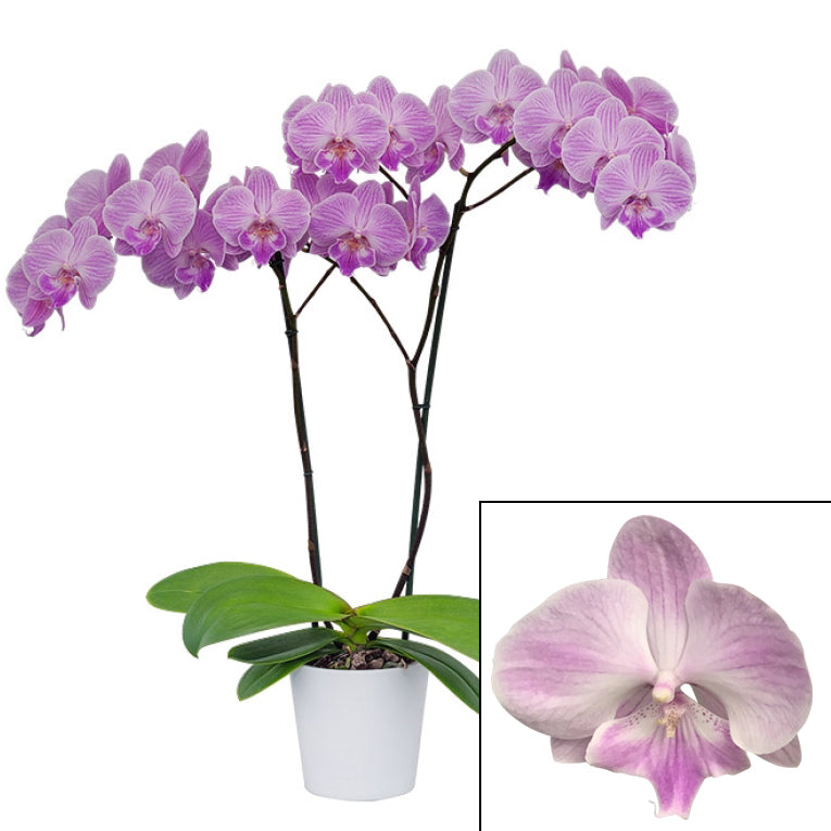 Phalaenopsis Orchid ‘Sweet Talk’ (Phalaenopsis hybrid)