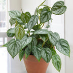 Philodendron brandtianum (Philodendron brandtianum)