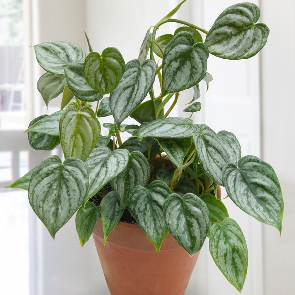 philodendron brandtianum etsy 4" Philodendron brandtianum