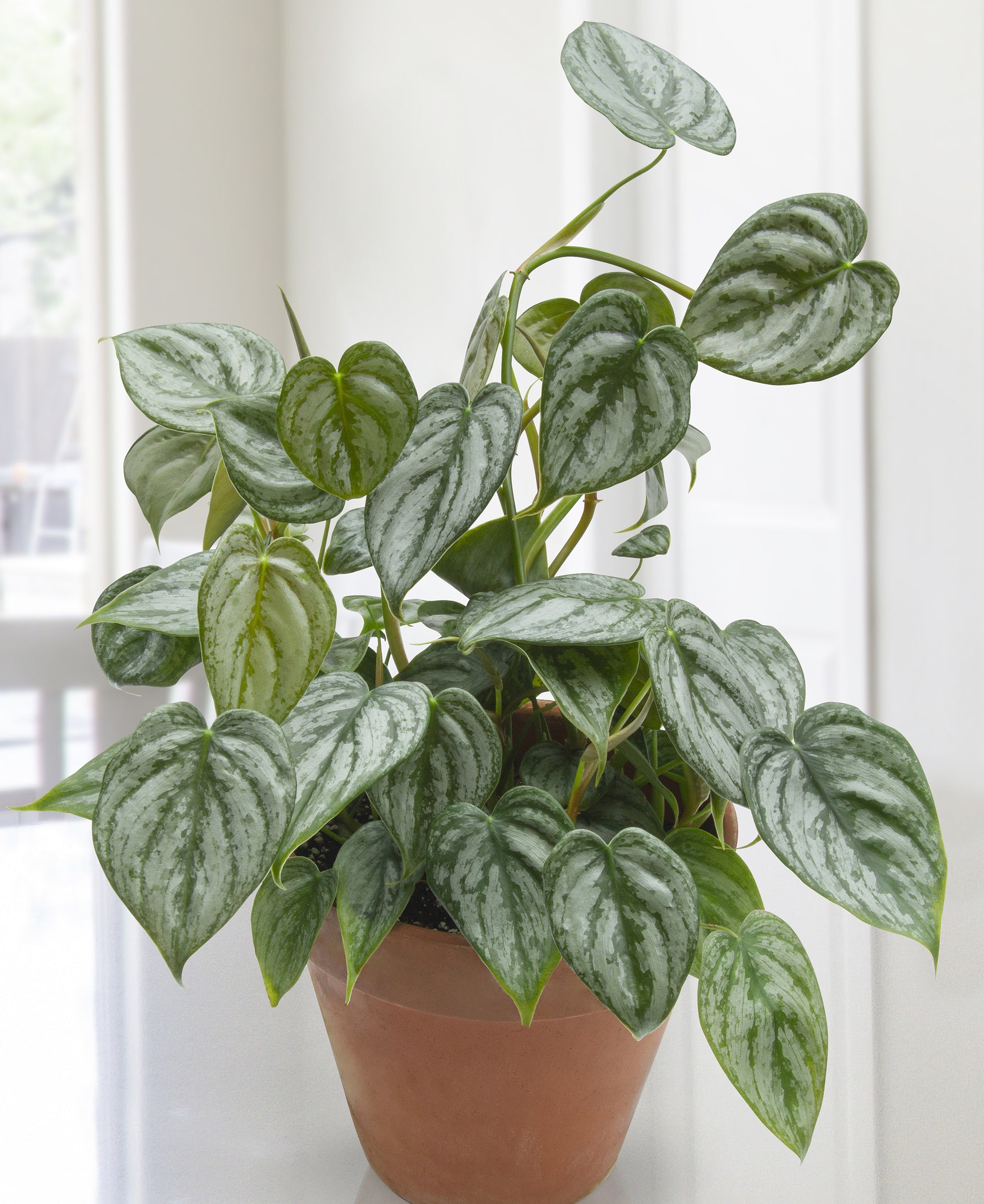 Philodendron brandtianum (Philodendron brandtianum)