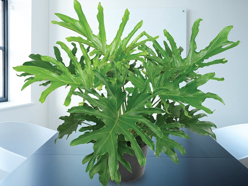 Philodendron ‘Lickety Split’ (Philodendron hybrid)