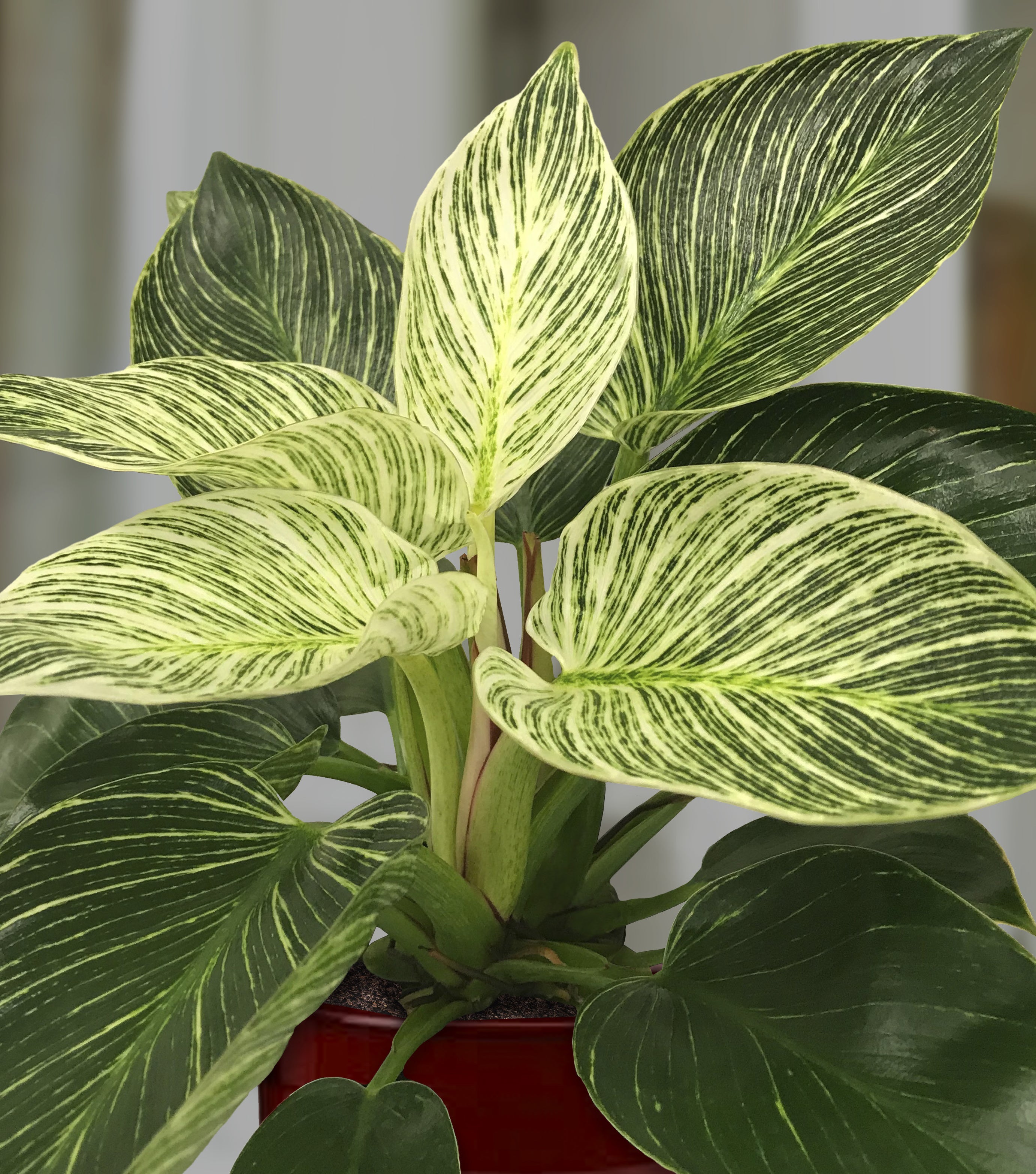 Philodendron ‘Birkin’ (Philodendron hybrid)
