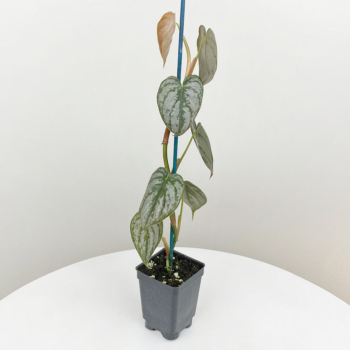 Logee's Philodendron brandtianum