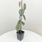 brandtianum philodendron 4" Philodendron brandtianum