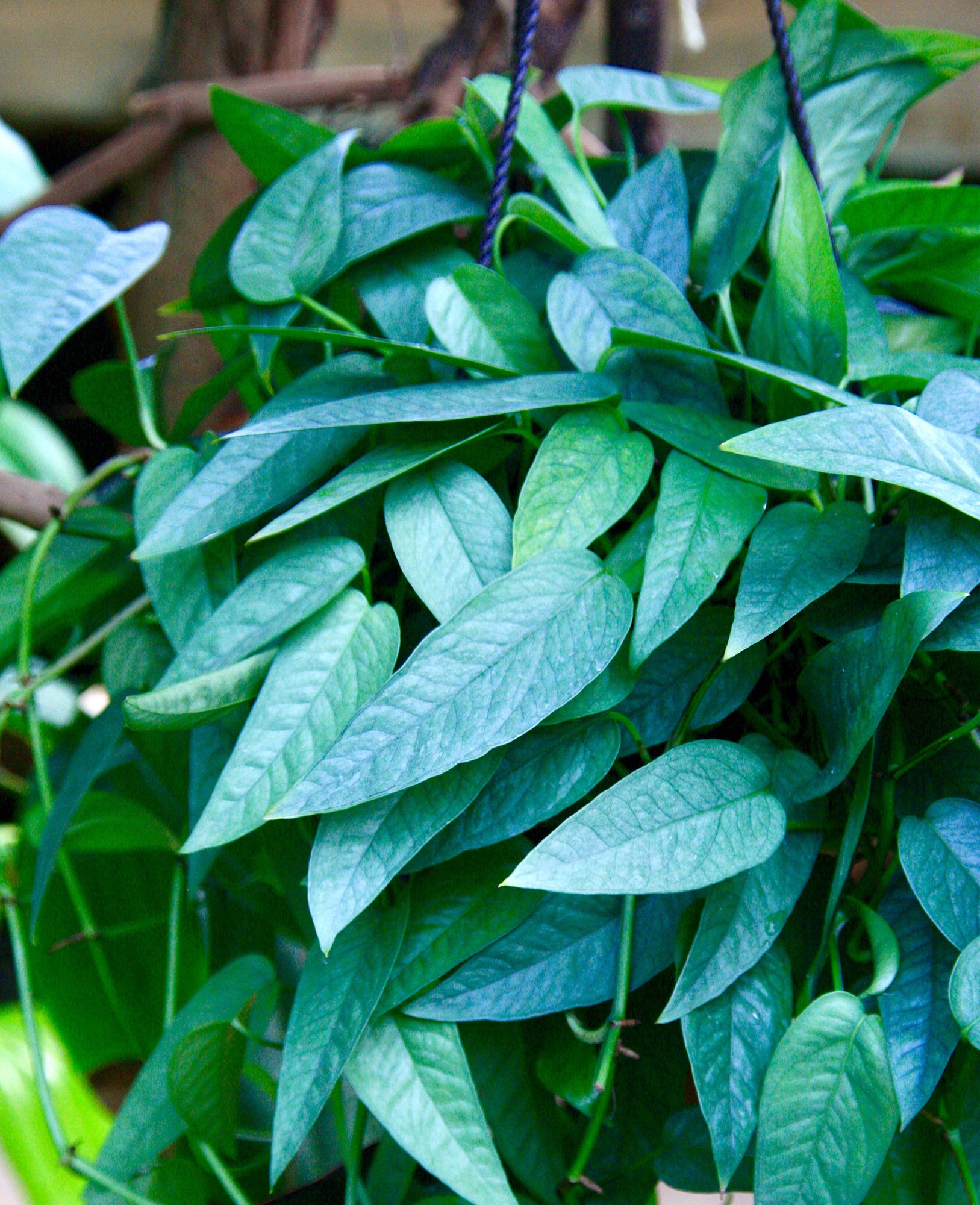 Epipremnum ‘Cebu Blue’ (Epipremnum pinnatum)