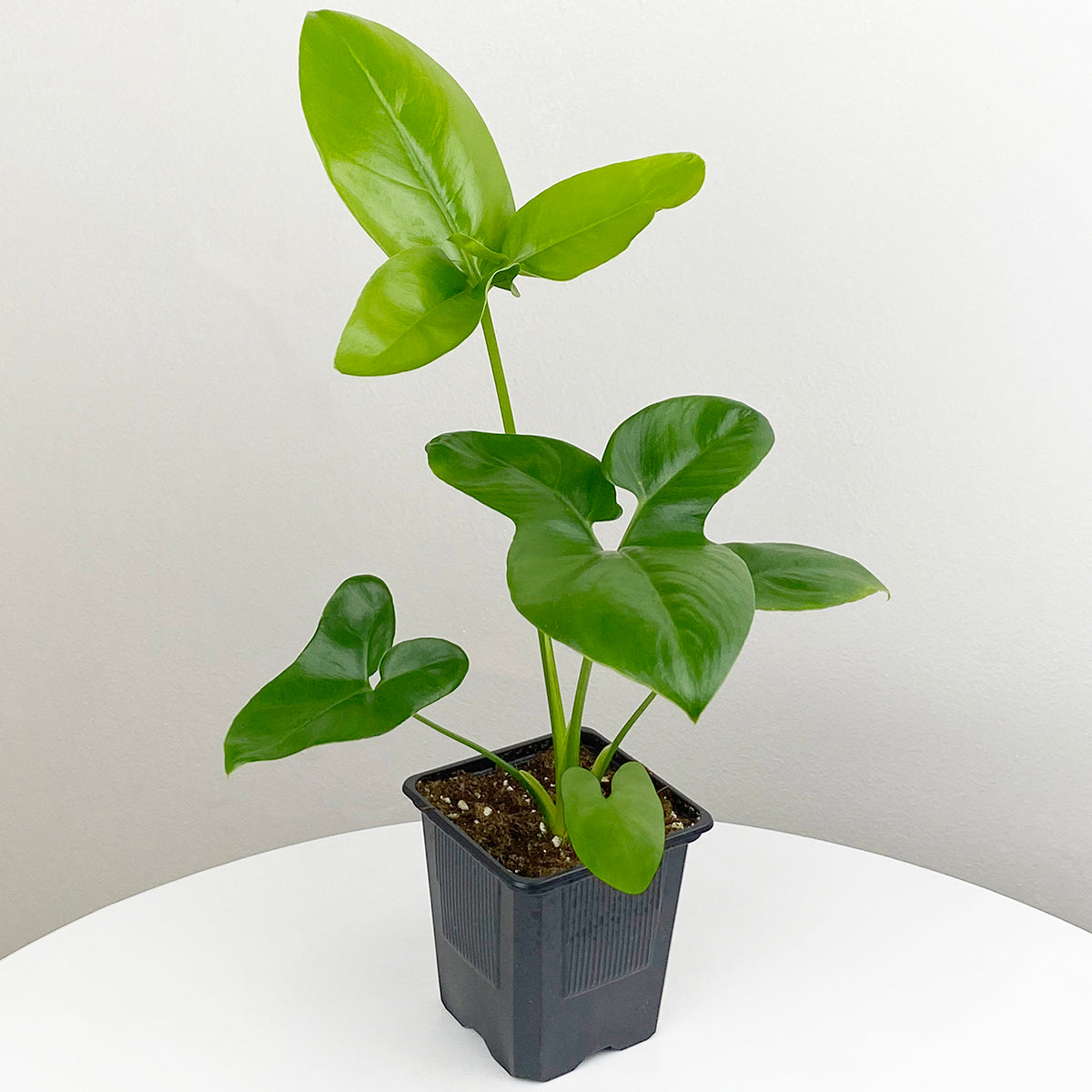 Philodendron Goeldii (Thaumatophyllum spruceanum)