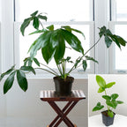 Philodendron Goeldii (Thaumatophyllum spruceanum)