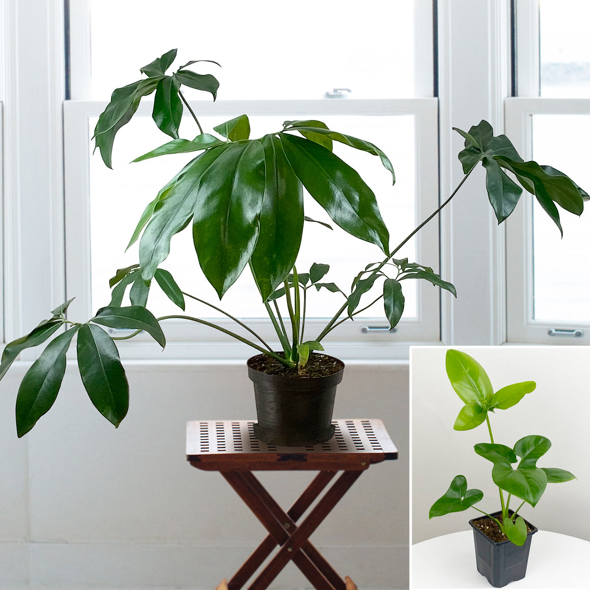 Philodendron Goeldii (Thaumatophyllum spruceanum)