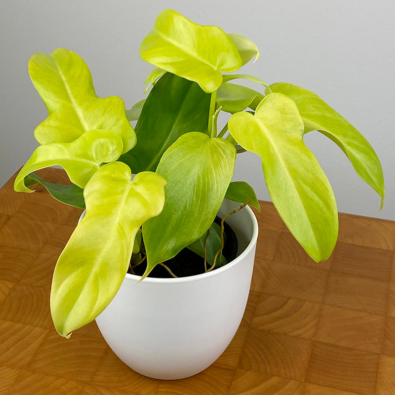 Philodendron 'Golden Violin'