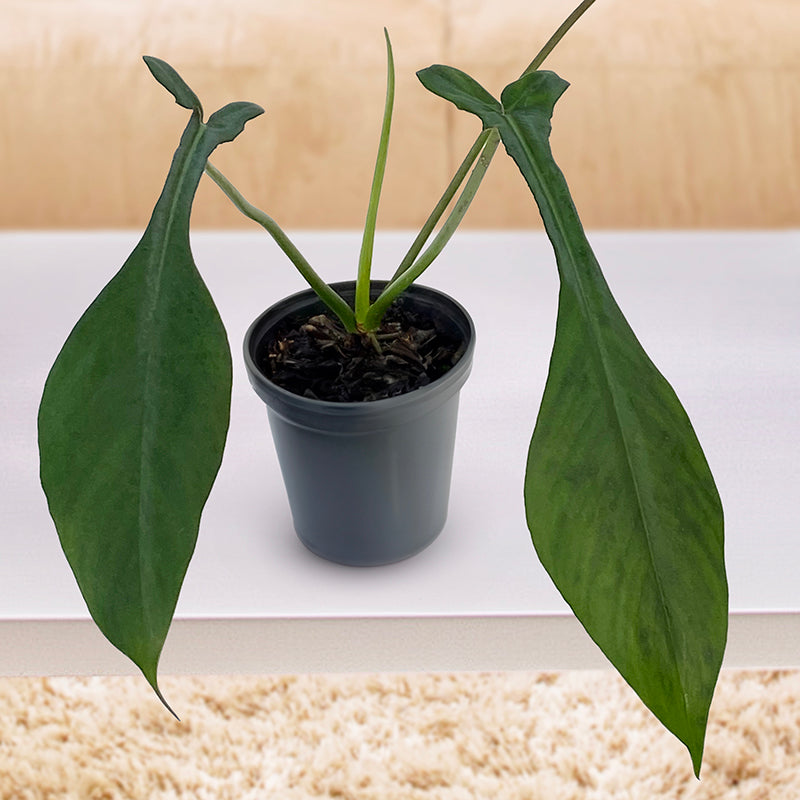 Philodendron joepii