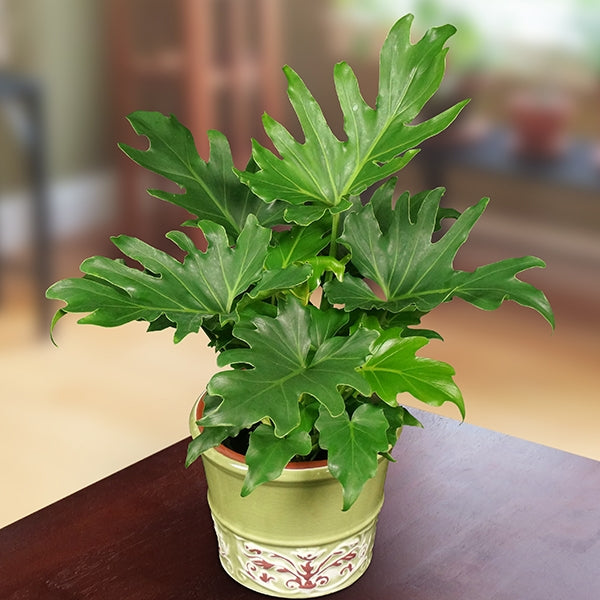 Philodendron ‘Little Hope’ PPAF (Philodendron hybrid)