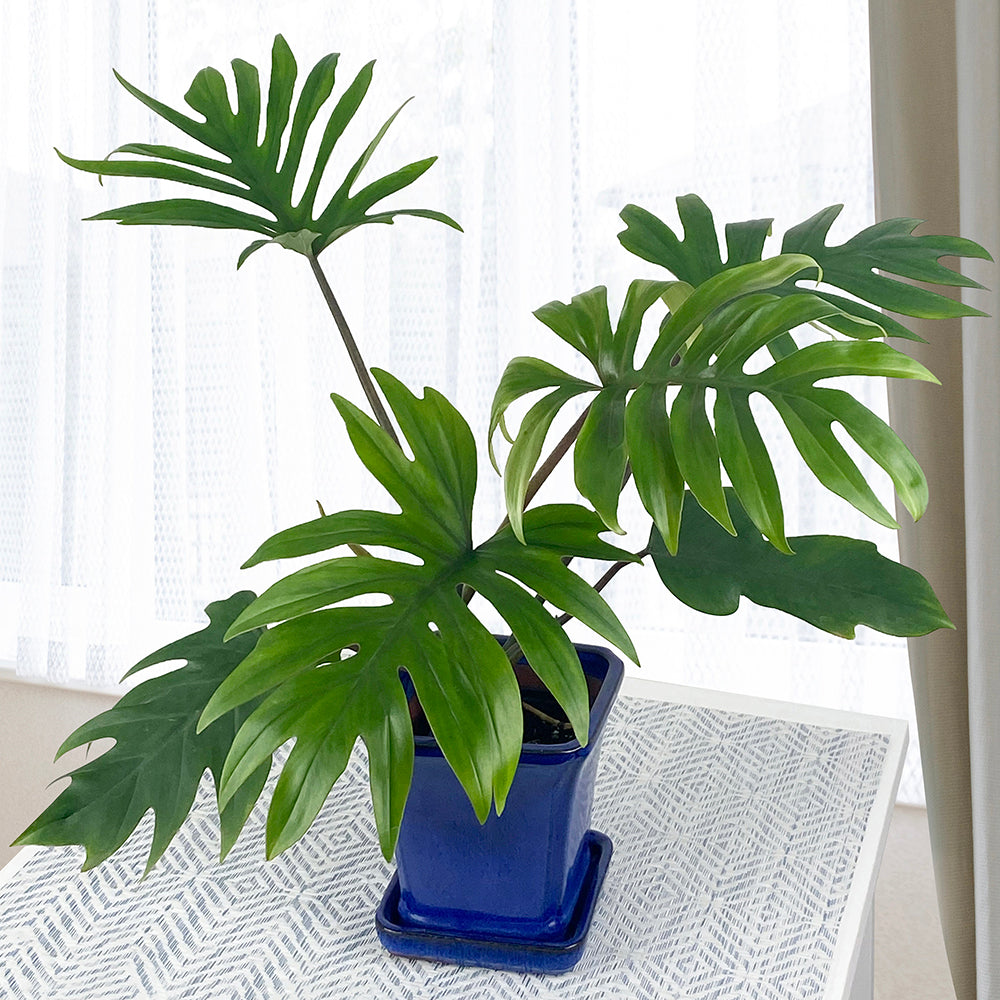 Philodendron mayoi (Philodendron species)