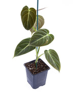 Black Gold Philodendron (Philodendron melanochrysum)