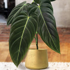 Black Gold Philodendron (Philodendron melanochrysum)