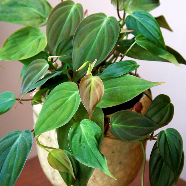 philodendron hederaceum micans velvet leaf Mican Philodendron - Velvet Leaf - Live Starter Plants - Philodendron Hederaceum