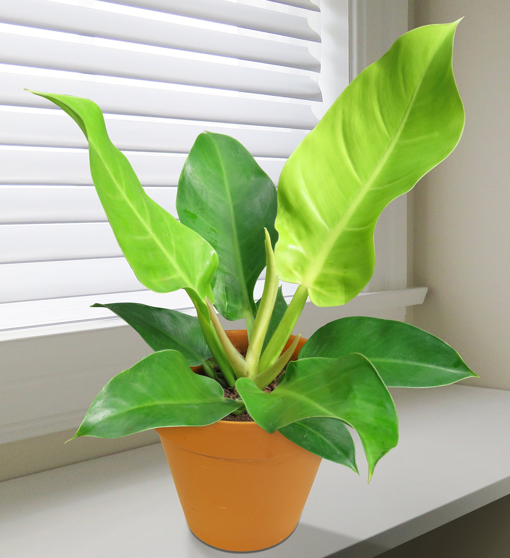 Philodendron ‘Moonlight’ (Philodendron hybrid)