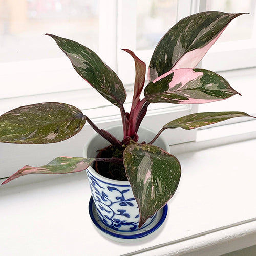 Philodendron ‘Pink Naomi’