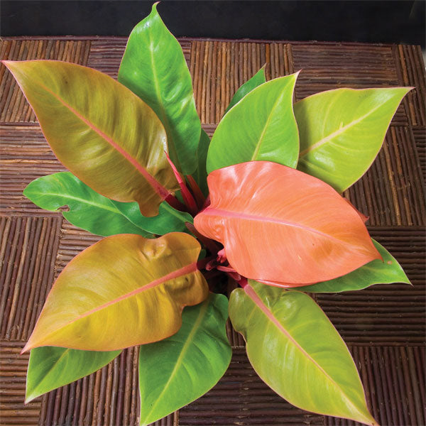 Philodendron ‘Prince of Orange’ PP (Philodendron hybrid)