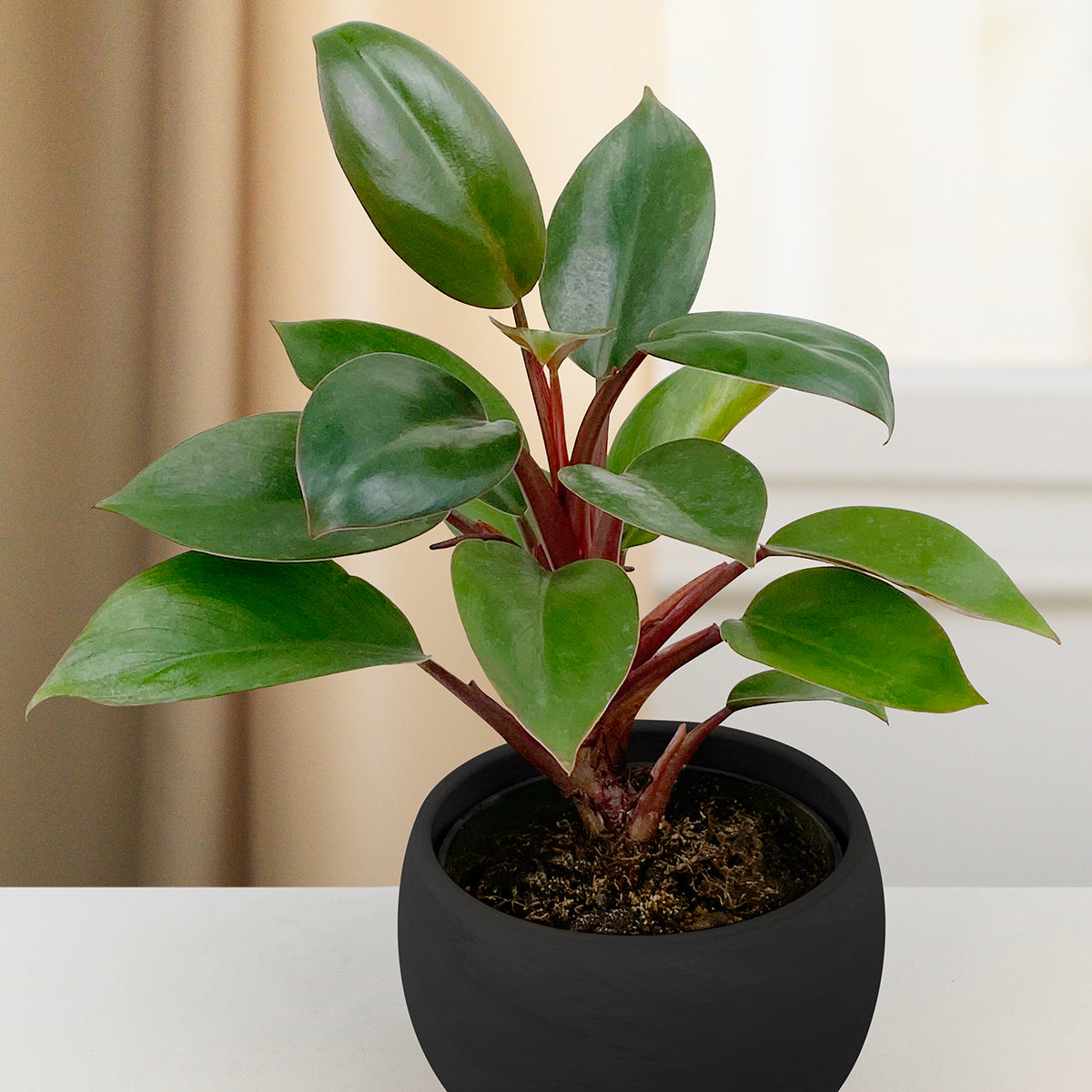 Philodendron 'Red Black' (Philodendron hybrid)