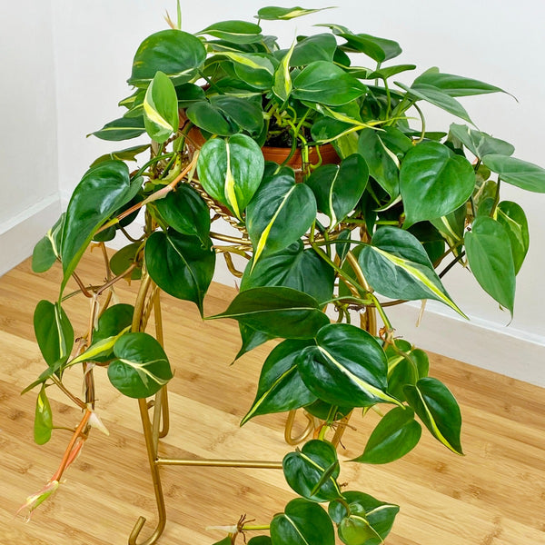 ashwagandha plant root Ashwagandha Root, Certified OG – Meeting House Farm main image 1