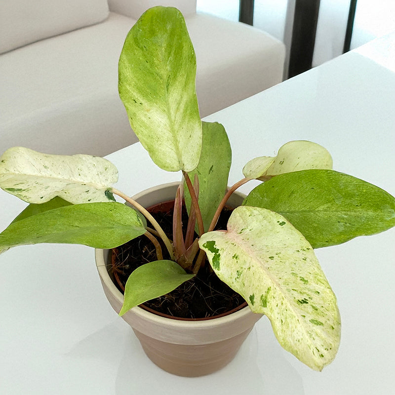 Philodendron ‘Pink Naomi’