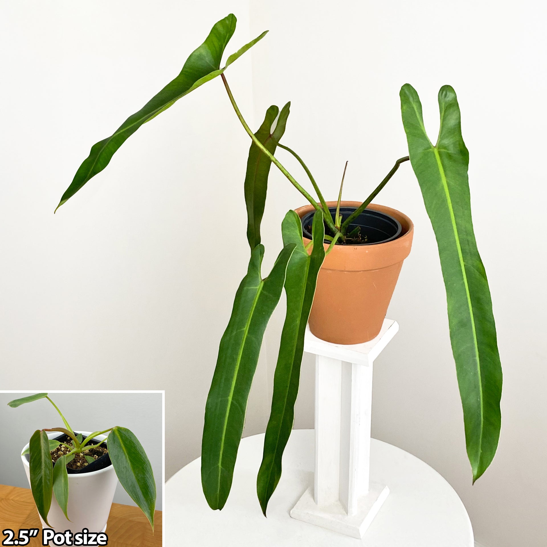philodendron long leaf Philodendron 'Spiritus Sancti' For Sale – Logee's Plants