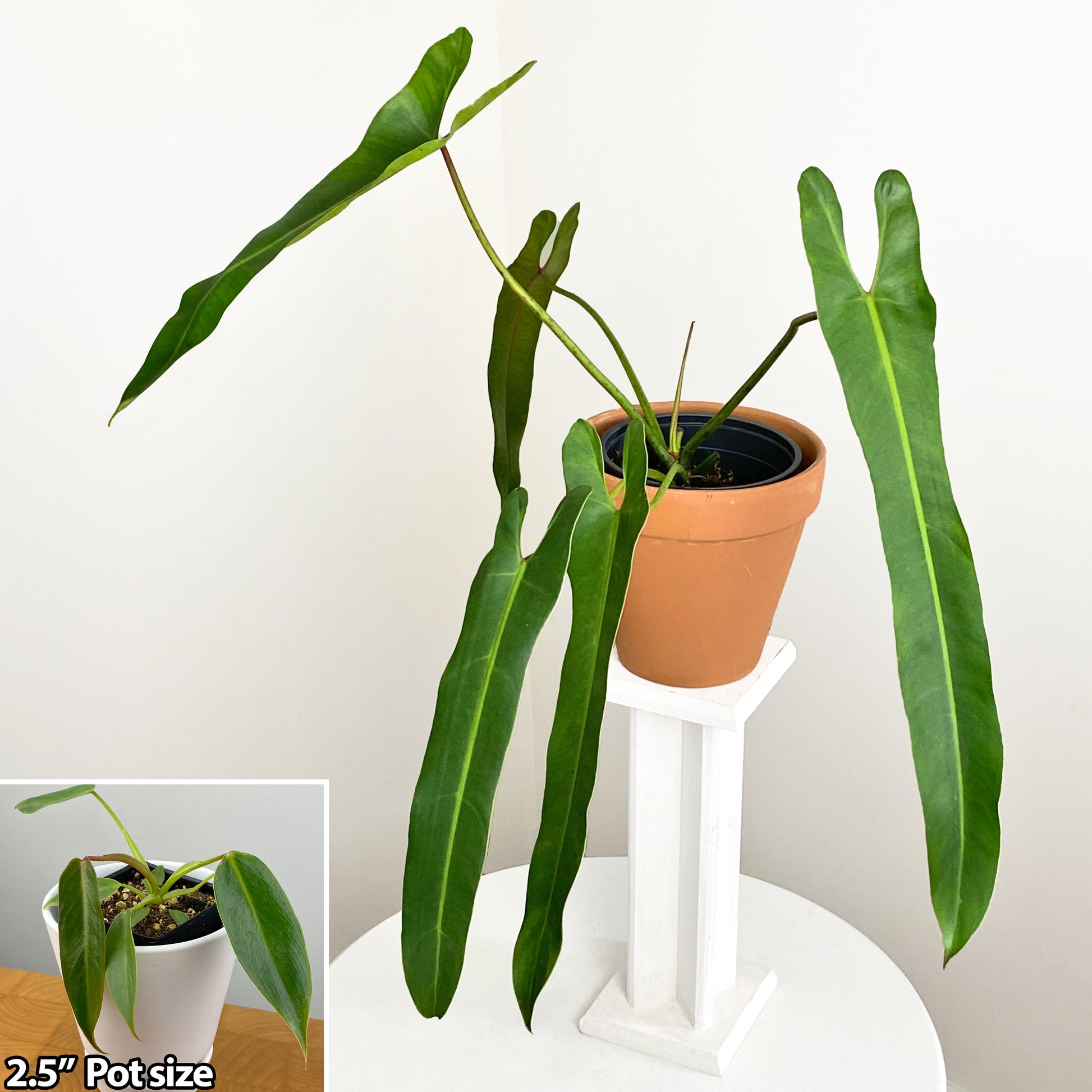 Philodendron ‘Spiritus Sancti’
