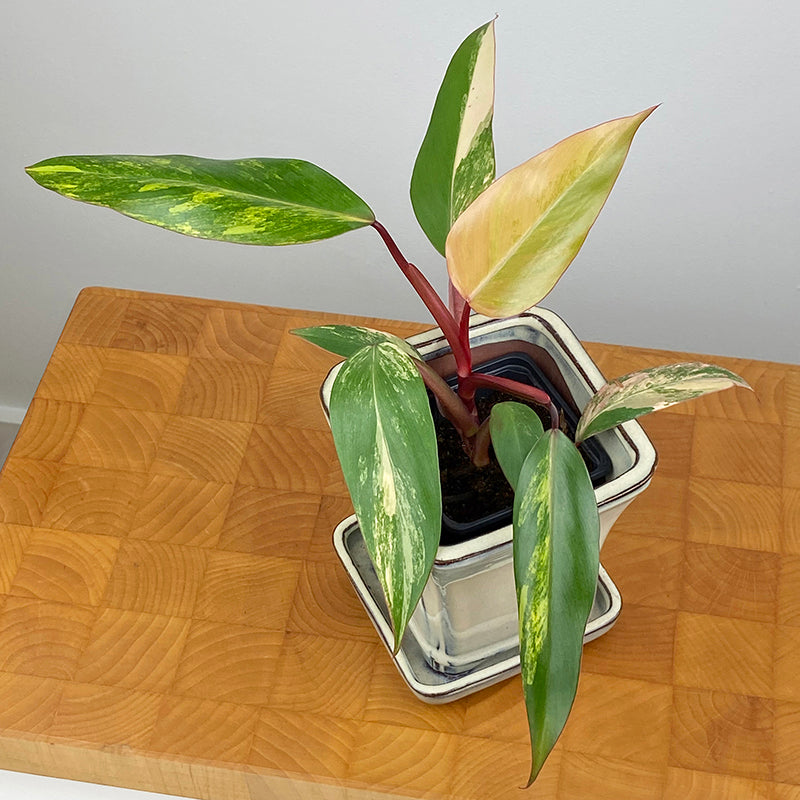 Philodendron ‘Strawberry Shake’ 