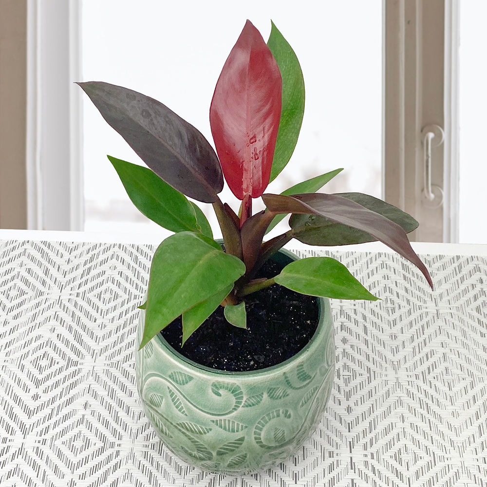 Philodendron ‘Sun Red’ (Philodendron selloum hybrid)