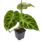 Ecuador Philodendron (Philodendron verrucosum)