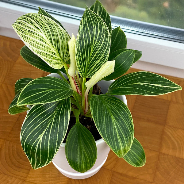philodendron birkin white leaves Philodendron ‘White Measure’ For Sale – Logee's Plants