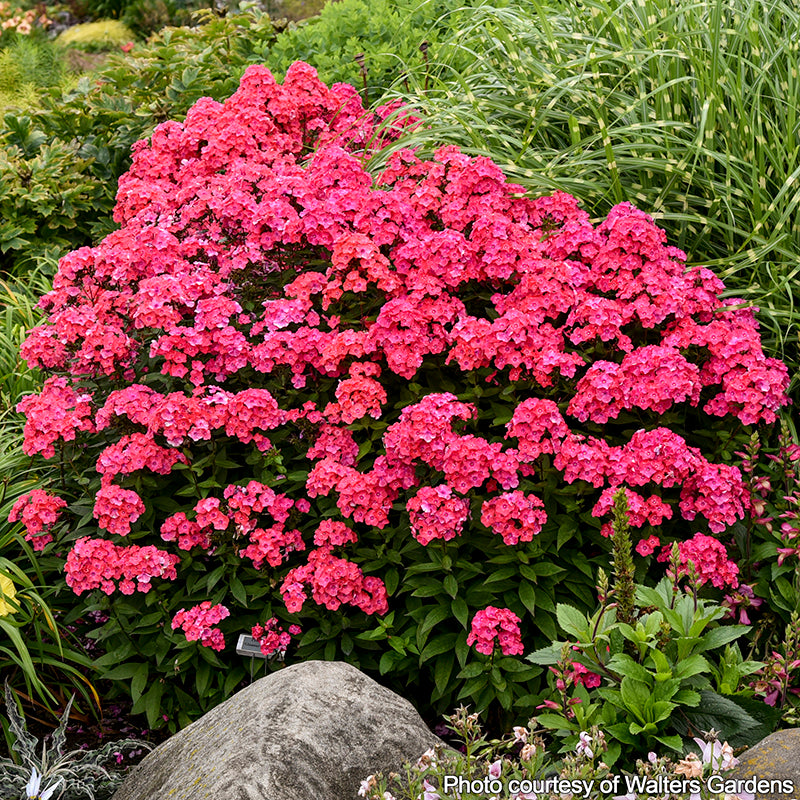 Phlox ‘Glamour Girl’ PP (Phlox paniculata)