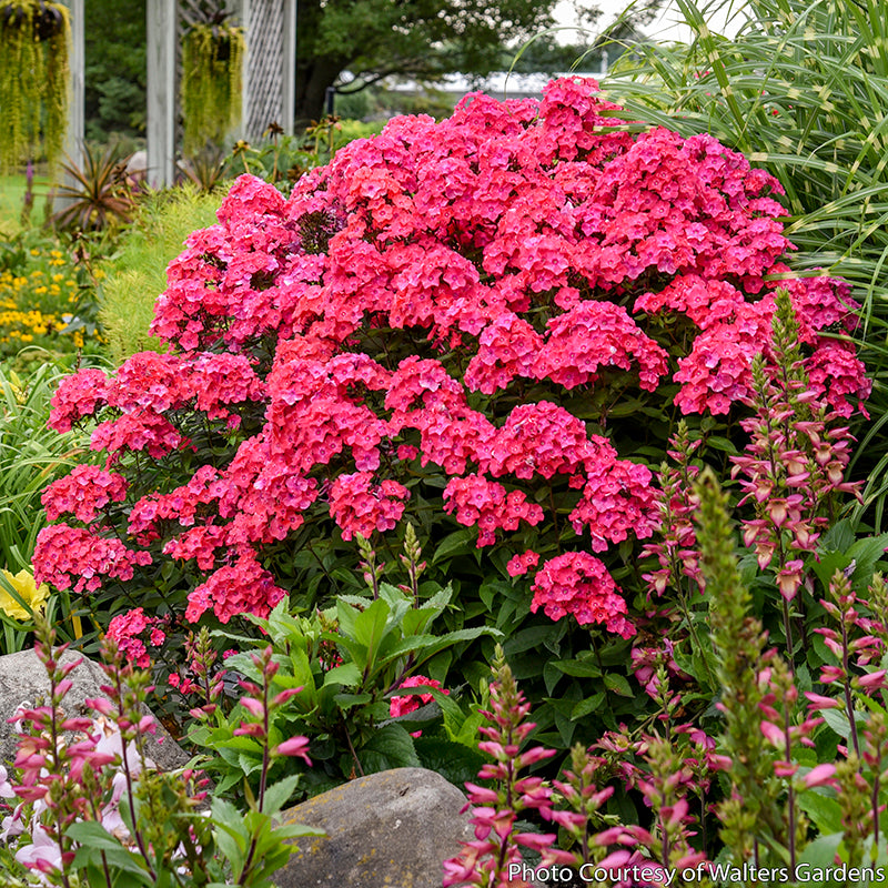 Phlox ‘Glamour Girl’ PP (Phlox paniculata)